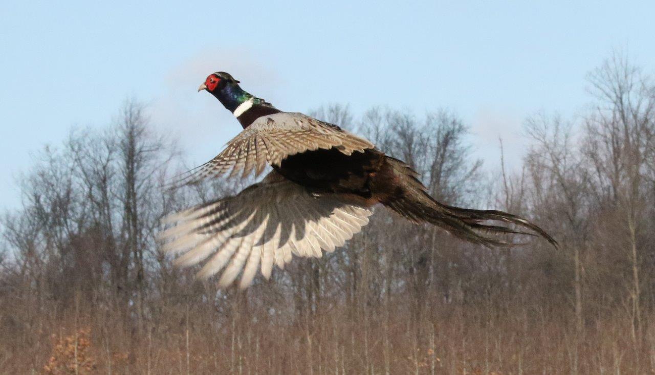 Rockin E Game Birds and Hunting Dogs Flight Contitioned Ring Neck Pheasant in flight photo
